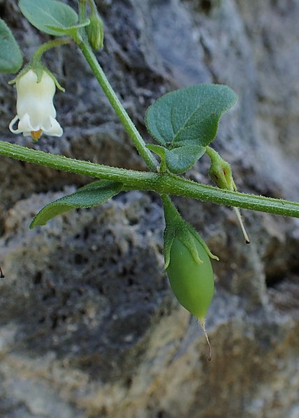 File:Salpichroa origanifolia kz09.jpg