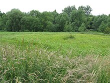 Saltersford Marsh