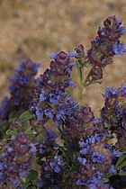 Salvia dorrii