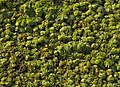 * Nomination Salvinia natans, aquatic plant in the Jardin des Plantes de Paris.--Jebulon 17:58, 15 October 2011 (UTC) * Promotion Good quality. --Borealis55 21:23, 16 October 2011 (UTC)