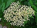 Sambucus nigra 0002.JPG