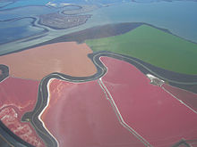 Salt ponds with pink colored Haloarchaea on the edge of San Francisco Bay, near Fremont, California San Francisco Bay Salt Ponds.jpg