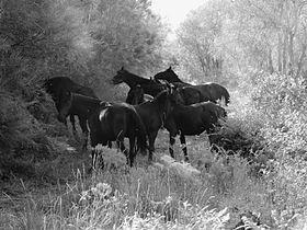 Cavalos Sanfratellano no parque Etna.