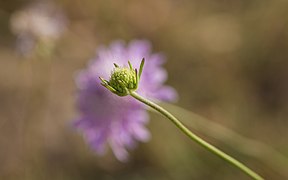 Scabiosa atropurpurea, bud, Sète 01.jpg