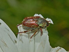 Old specimen that lost most of the scales Scarabeidae - Hoplia argentea-1.JPG