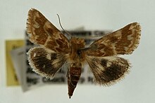 Schinia bicuspida.jpg