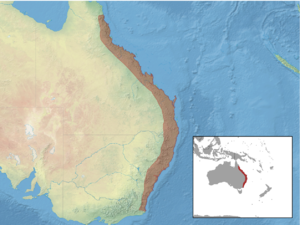 Scoteanax rueppellii distribution (colored).png