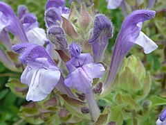 Scutellaria Alpina closeup.JPG