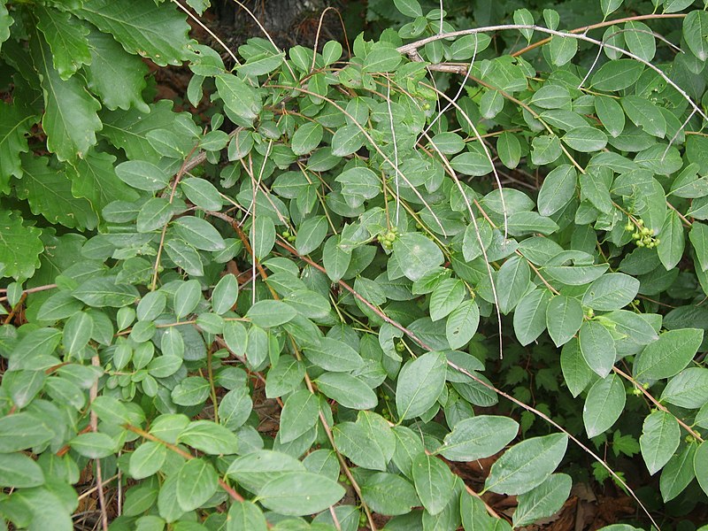 File:Securinega suffruticosa.JPG