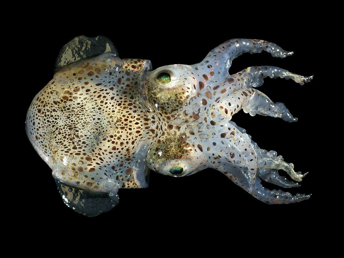 Bobtail squid - Wikipedia