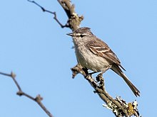 Serpophaga griseicapilla - Straneck's Tyrannulet, Capivara, Santa Fe, Argentina 01.jpg