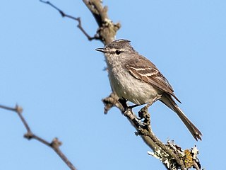 <span class="mw-page-title-main">Straneck's tyrannulet</span> Species of bird