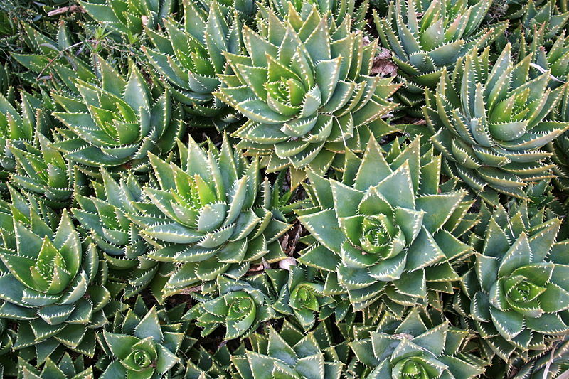 File:Ses Salines - Botanicactus - Aloe perfoliata 08 ies.jpg