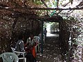 Shady Glen in King Ezana's Park - Axum (Aksum) - Ethiopia (8701112541).jpg