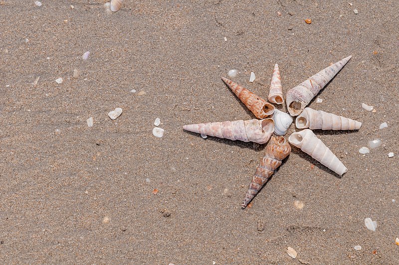 File:Shells in La Guardia beach.jpg