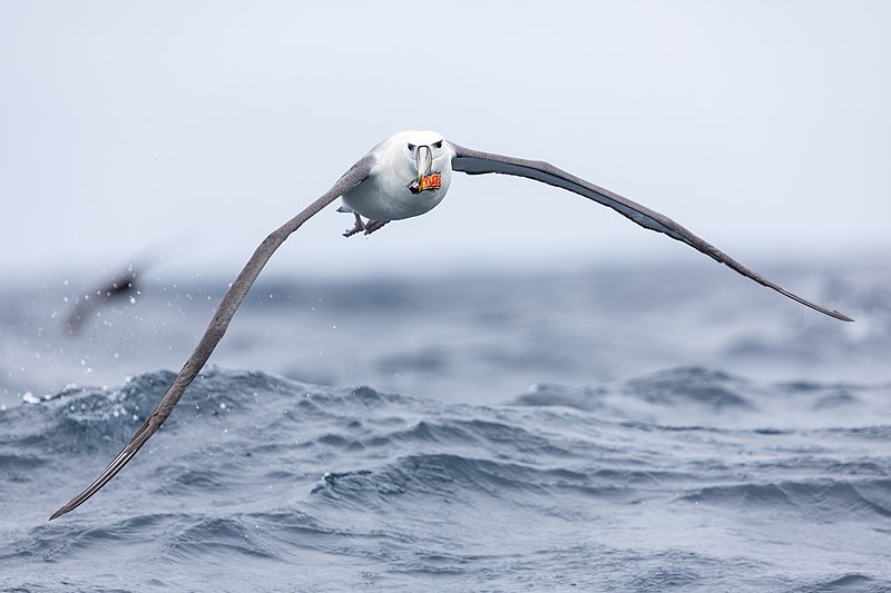 File:Shy Albatross with Mars bar 0A2A0034.jpg