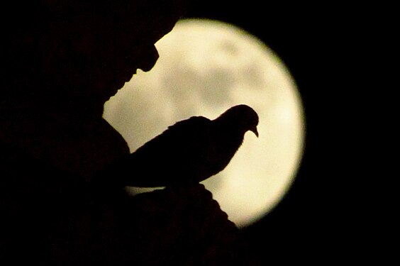 Silhouette of a Rock dove caprured on Big Temple Thanjavur, Tamilnadu, India