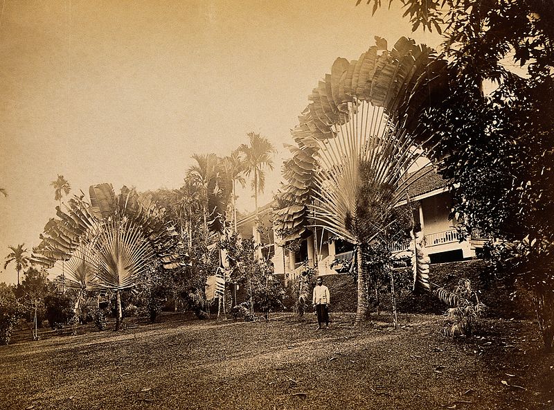 File:Singapore; two large traveller's palms (Ravenala madagascari Wellcome V0037534.jpg