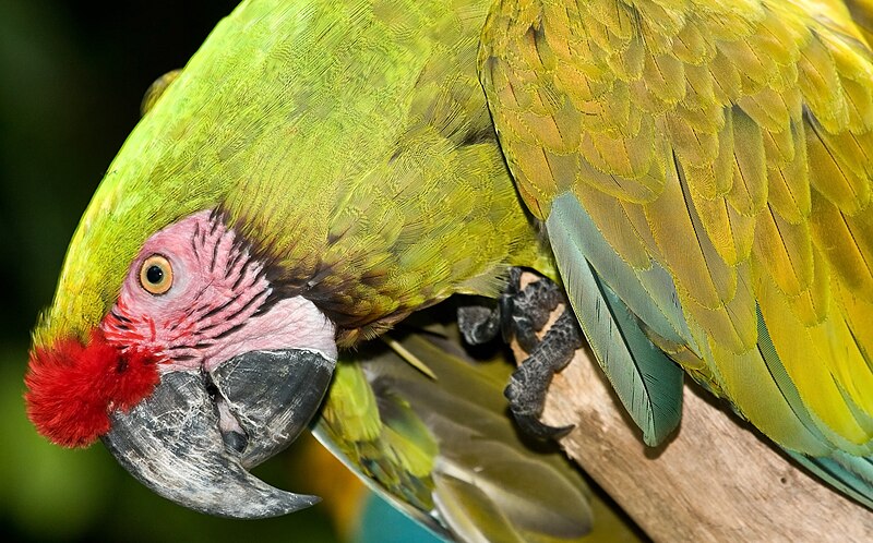 File:Singapore Bird Park-10and (2921405692).jpg