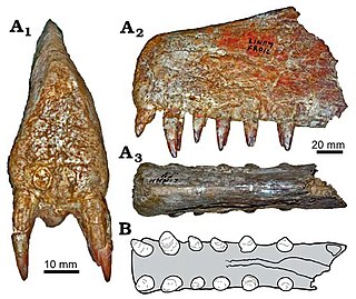 <i>Siroccopteryx</i> Genus of anhanguerid pterosaur from the Early Cretaceous