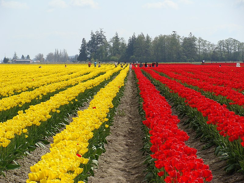 File:Skagit Valley Tulip Festival 2009 (15).jpg