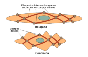 Músculo: Etimología, Propiedades del tejido muscular, Tipos de tejido muscular