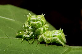 Anadevidia peponis