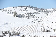 Snow in Galilee Snow 0466.JPG