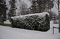 * Nomination: Snow-covered Thuja hedge.--Peulle 13:10, 3 April 2023 (UTC) * * Review needed