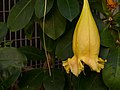 * Nomination Chalice vine (Solandra longiflora). --Rhododendrites 05:34, 21 January 2017 (UTC) * Decline Bad croping IMHO sorry --Cvmontuy 21:45, 23 January 2017 (UTC)