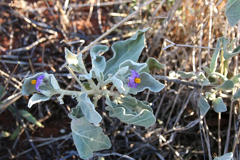 File:Solanum flannelbush 1 murchison.jpg