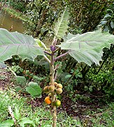 Solanum quitoense in Costa Rica-1-Plant.jpg