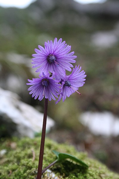 File:Soldanella alpina, La Dôle - img 20791.jpg