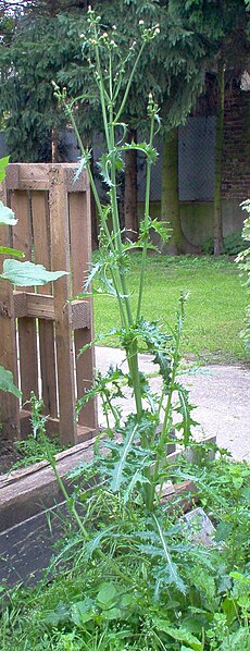 File:Sonchus asper.jpg