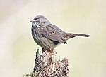 Thumbnail for File:Song Sparrow 5786.jpg