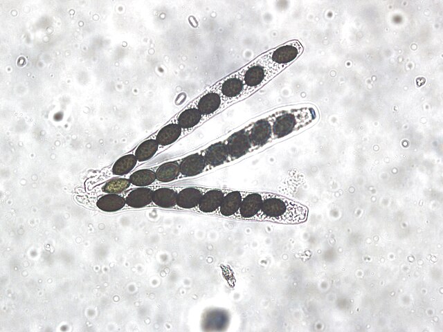 There are 8 ascospores in each ascus of Sordaria fimicola.