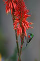 ''Cinnyris chalybeus'', taken at Kirstenbosch, South Africa English: Southern double collared sunbird (male)
