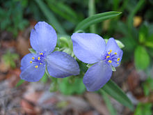 Spiderwort көк гүлі 2.JPG