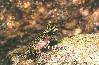 <i>Spinomantis brunae</i> Species of amphibian