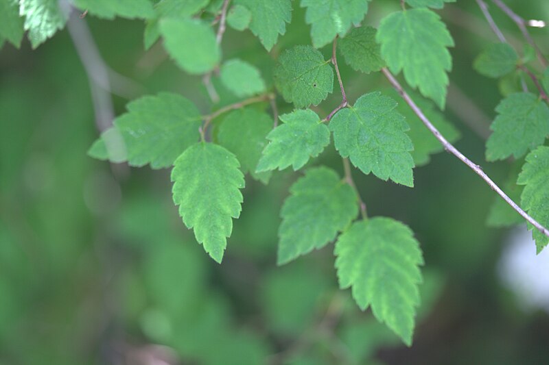 File:Spiraea rosthornii 01.jpg