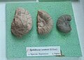 en:Spitidiscus seunesi (Kilian) Lower en:Barremian, en:Brestak, Cr1 426, 527 at the Sofia University "St. Kliment Ohridski" Museum of Paleontology and Historical Geology