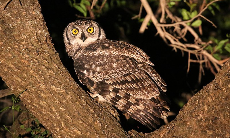 File:Spotted eagle owl (51846539564).jpg