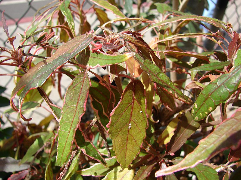 File:Starr-080117-1801-Acalypha wilkesiana-leaves-Walmart Kahului-Maui (24808821331).jpg