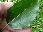 Starr-180406-0744-Cinnamomum camphora-leaf-DOFAW Arboretum Hilo-Hawaii (26498119777).jpg