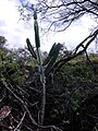 Cereus hildmannianus subsp. uruguayanus in shrub formation, Uruguay