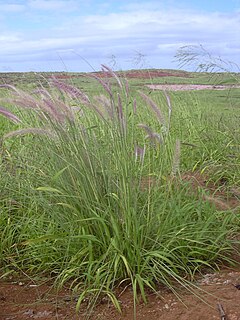 <i>Pennisetum setaceum</i> species of plant