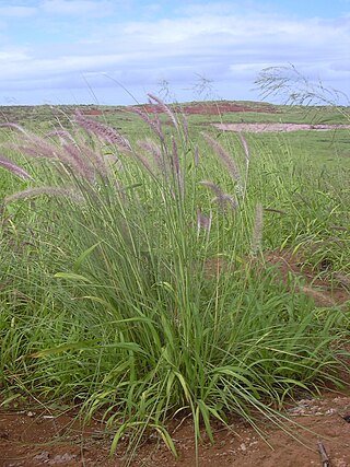 <i>Cenchrus setaceus</i> Species of grass