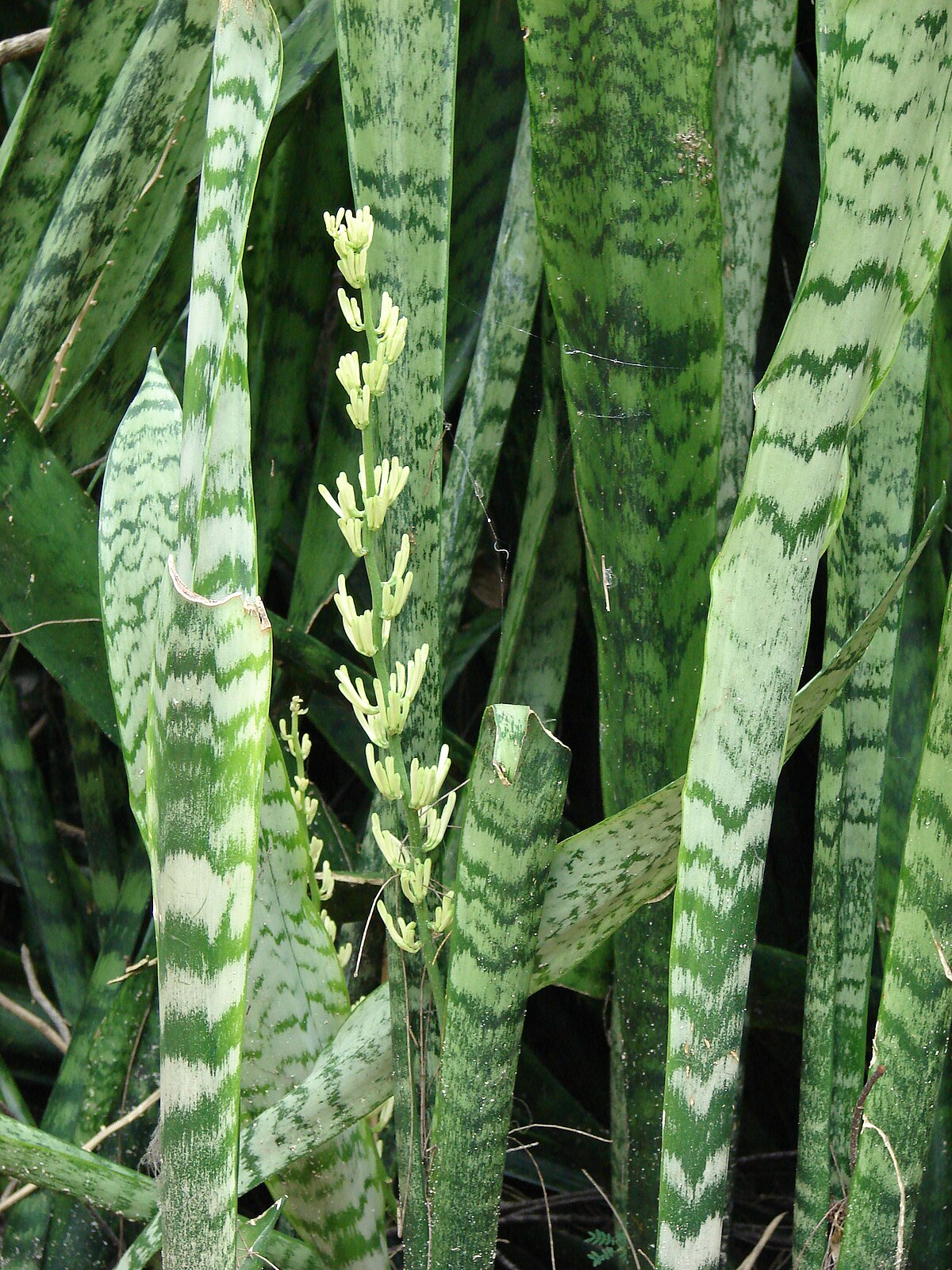 sanseveria WikiWoordenboek