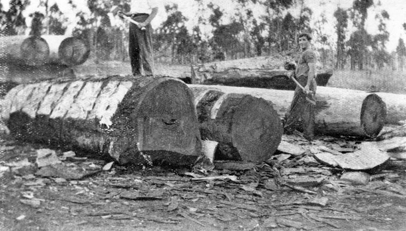 File:StateLibQld 2 72725 Axemen removing bark from felled walnut trees, Kaban, 1936.jpg