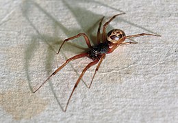 Steatoda nobilis, noble araña viuda falsa, Reino Unido.jpg